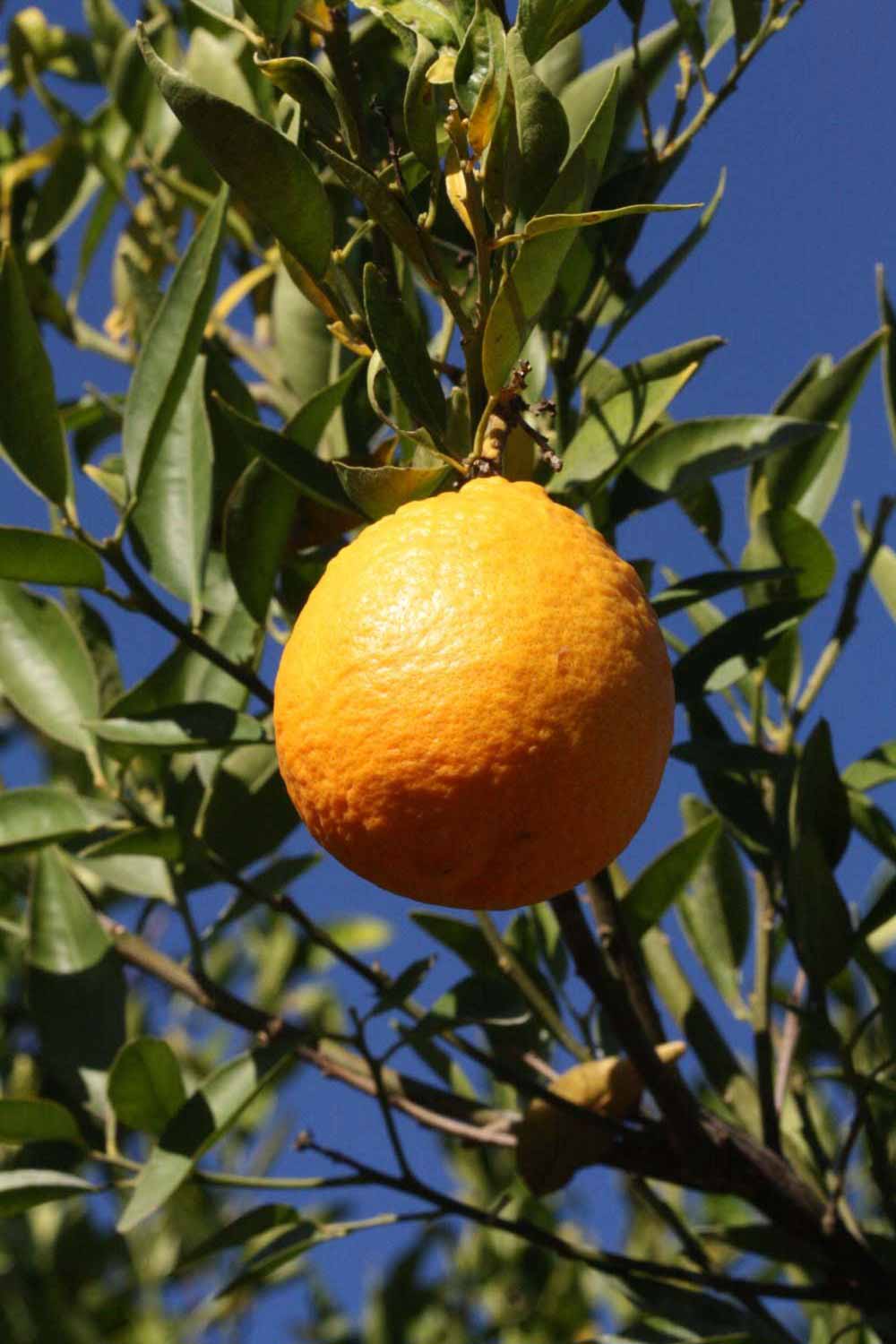            Fruit (Riverside, CA)   